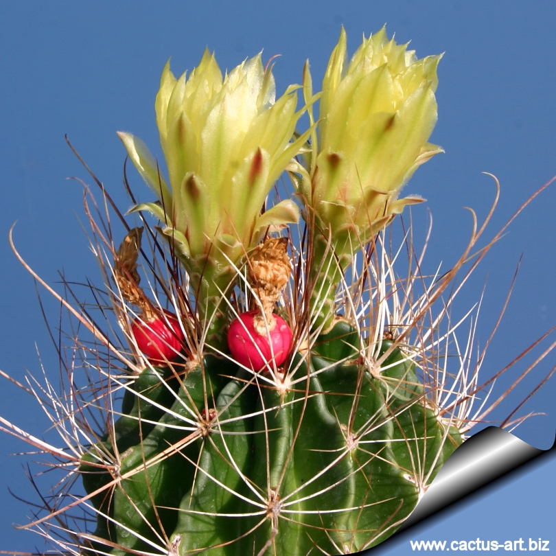 Hedgehog cactus
